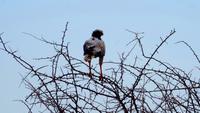 Etosha-Nationalpark - Weißbürzelsinghabicht