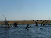 Fahrt auf dem Chobe