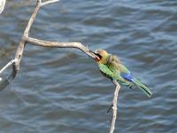 Fahrt auf dem Chobe