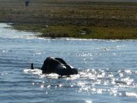 Fahrt auf dem Chobe