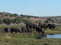 Fahrt auf dem Chobe