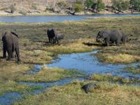 Fahrt auf dem Chobe