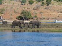 Fahrt auf dem Chobe