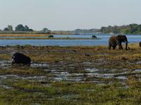Fahrt auf dem Chobe