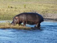 Fahrt auf dem Chobe