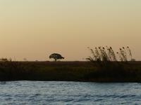 Fahrt auf dem Chobe
