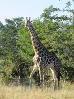Fahrt durch den Chobe-Nationalpark zum Moremi-Park - Giraffe