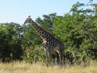Fahrt durch den Chobe-Nationalpark zum Moremi-Park - Giraffe