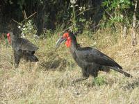 Fahrt durch den Chobe-Nationalpark zum Moremi-Park - Hornrabe