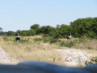 Fahrt durch den Chobe-Nationalpark zum Moremi-Park - Strauß
