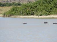 Fahrt durch den Chobe-Nationalpark zum Moremi-Park - Flusspferde