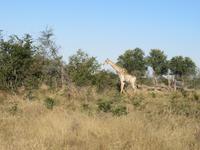 Fahrt nach Maun - Giraffen