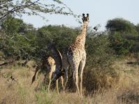 Fahrt nach Maun - Giraffen