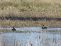 Fahrt nach Maun - Pirschfahrt im Moremi Reservat  - Nilgans