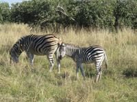 Fahrt nach Maun - Zebras