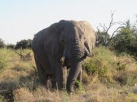 Fahrt nach Maun -
