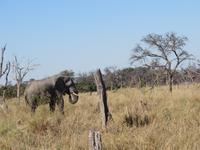 Fahrt nach Maun -