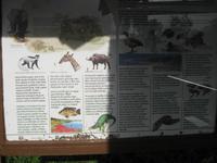 Fast 500 Vögelarten im Arusha NP