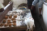 Fischmarkt in Stone Town