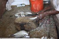 Fischmarkt in Stone Town