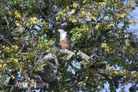 Fish Eagle
