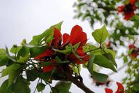 Flame Tree