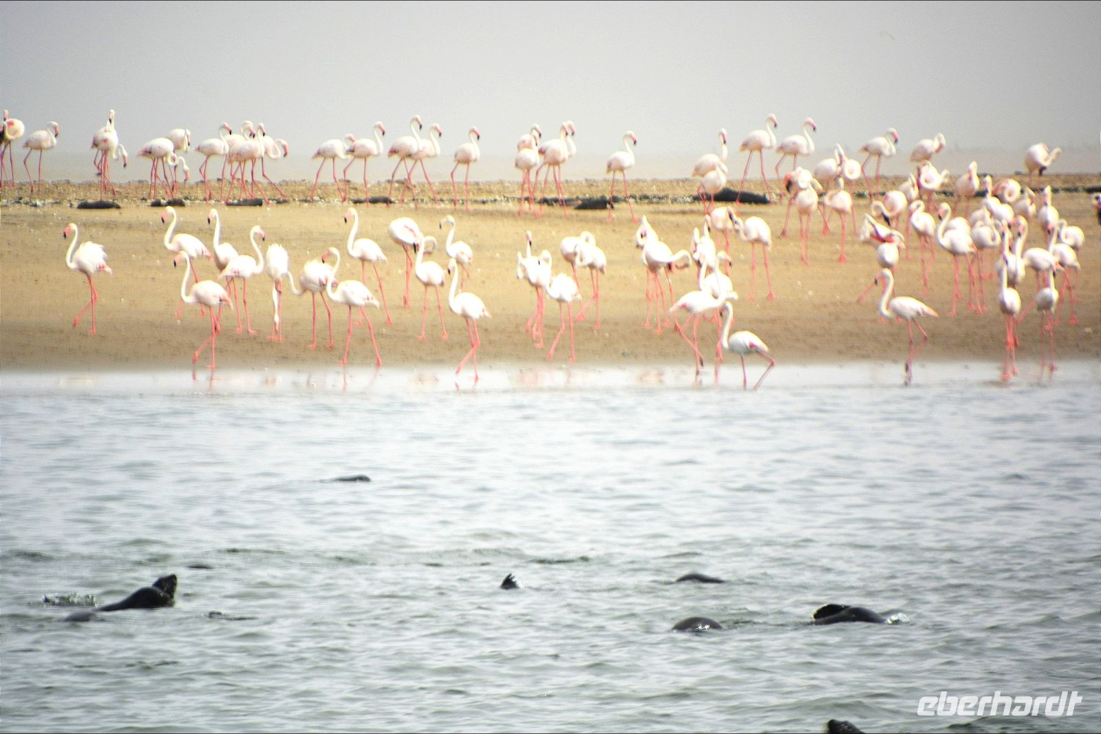 Flamingokolonien