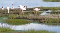 Flamingos bei Velddrif