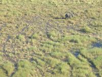 Flug über das Okawango-Delta - Elefant