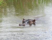 Flusspferd 