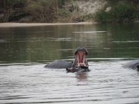 Flusspferde am Okavango