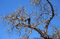 Früchte am Baobab