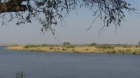 Frühstück mit Elefanten am Chobe