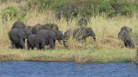 Frühstück mit Elefanten am Chobe