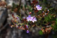 Fynbos