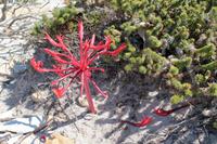 Fynbos