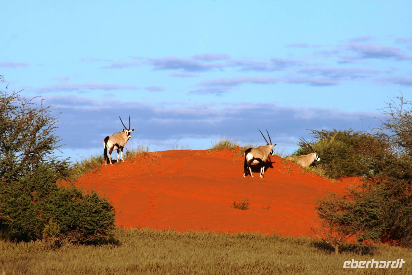 Game Drive