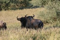Game Drive