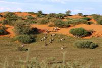 Game Drive