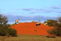 Game Drive