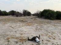 Gamedrive im Chobe NP