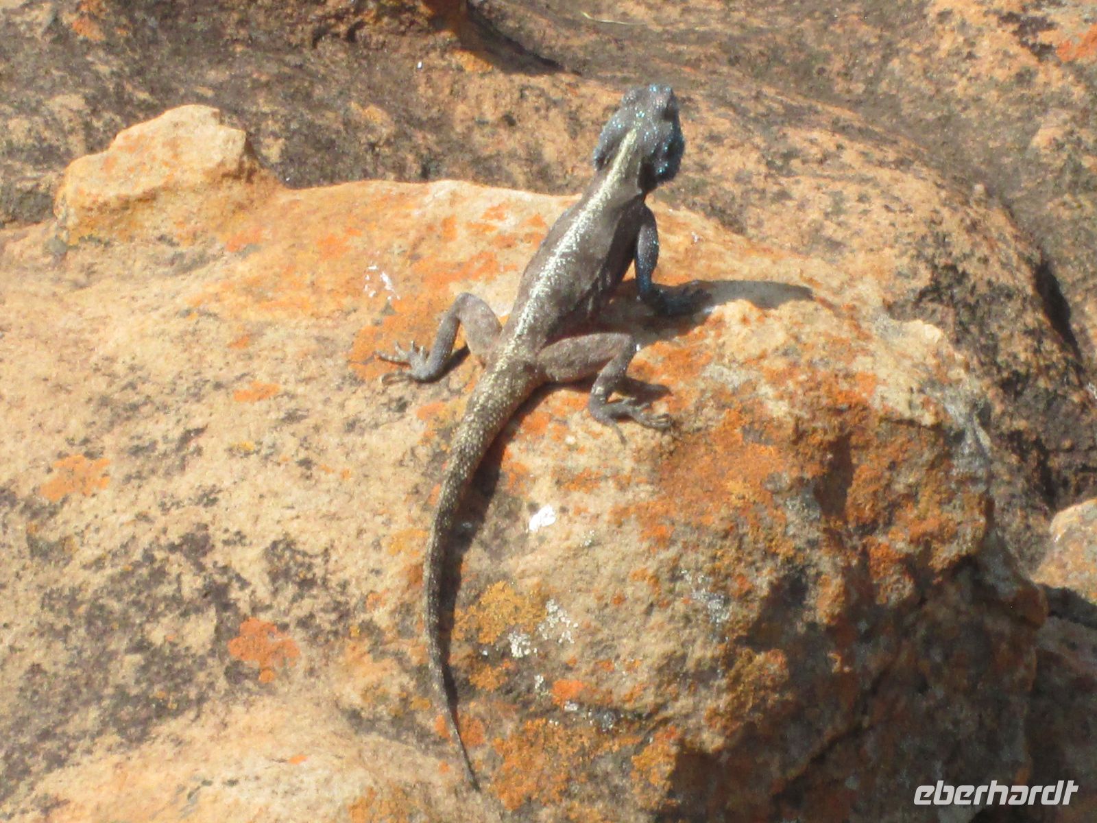 Gekko