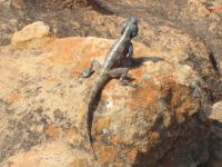 Gekko