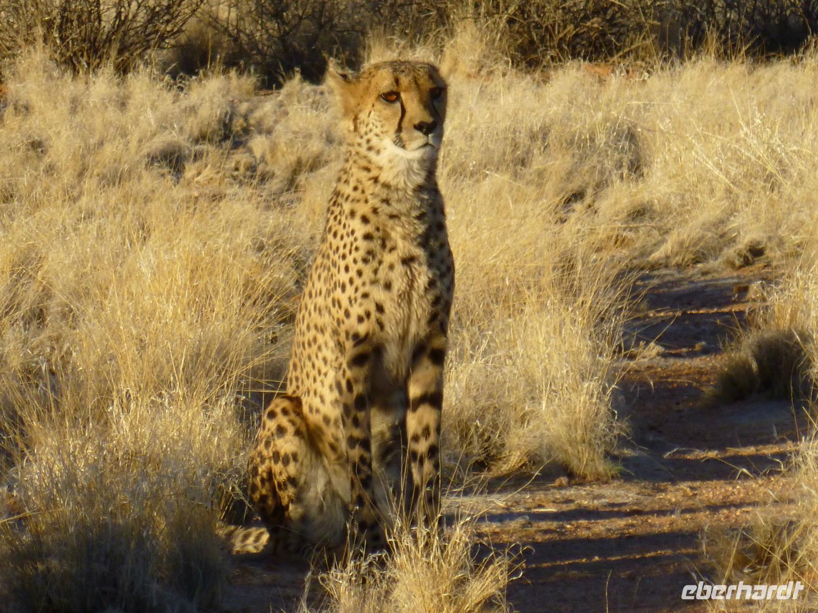 Gepard