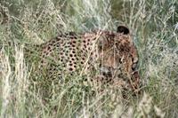 Gepard