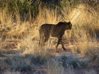 Gepard