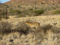 Gepard