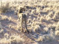 Gepard