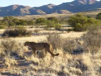 Gepard