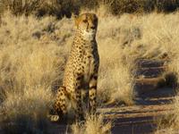 Gepard